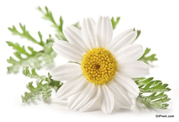 Chamomile