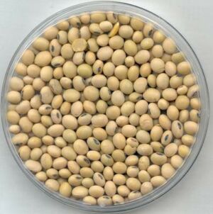 soybeans 7