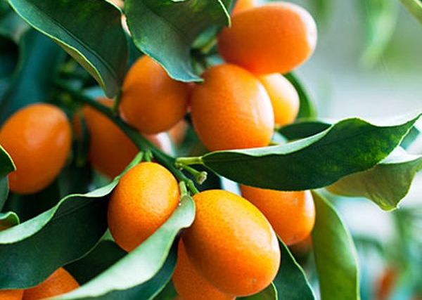 citrus-club-kumquat-0211-l