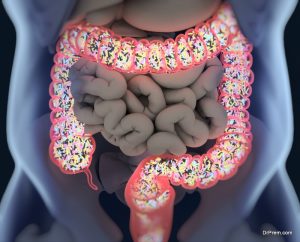 Feed a Healthy Gut