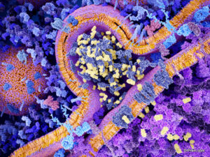 Immunotherapy