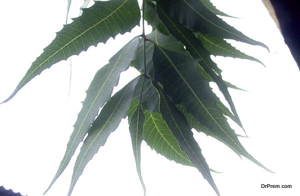 Neem from India